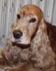 TITUS, Cocker golden